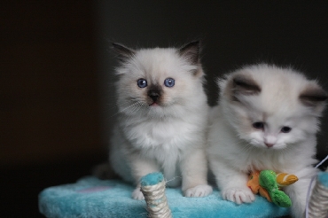 Ragdoll Cat