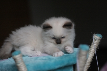 Ragdoll Kittens