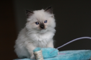 Ragdoll Cat