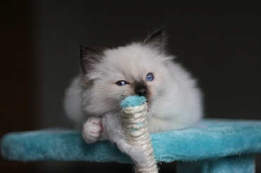 Ragdoll Cat