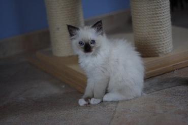 Kočky ragdoll