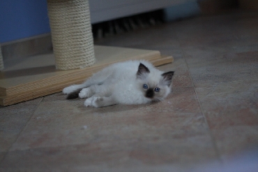 Ragdoll Kittens