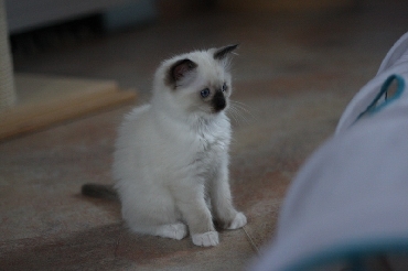 Rohan's Ragdoll Cattery