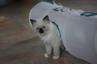 Ragdoll Kittens