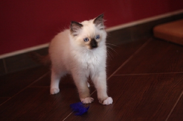 Ragdoll Kittens