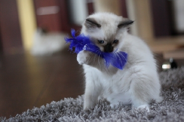 Ragdoll Kittens