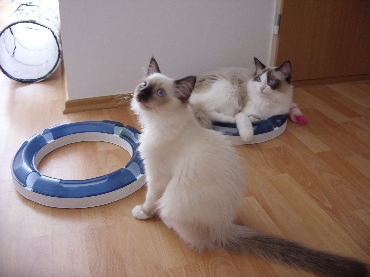 Ragdoll Kittens