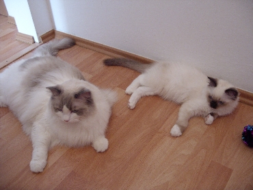 Kočky ragdoll