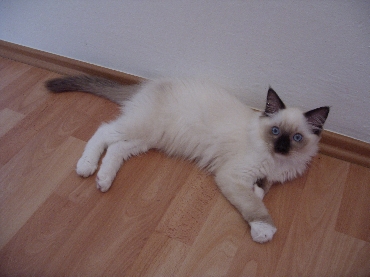 Kočky ragdoll