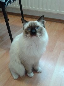 Ragdoll Cat