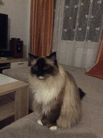 Ragdoll Cat