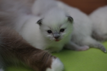 Ragdoll Cat