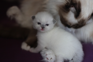 Rohan's Ragdoll Cattery