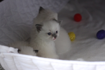 Ragdoll Cat