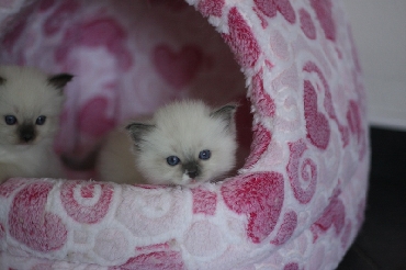 Ragdoll Kittens