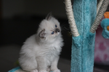 Ragdoll Kittens