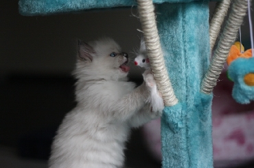 Ragdoll Kittens