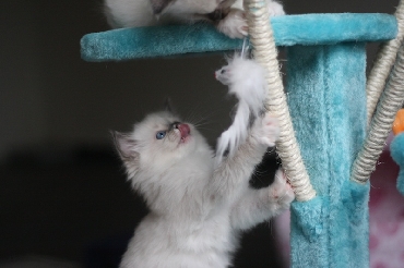 Ragdoll Kittens