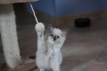 Ragdoll Kittens