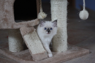 Ragdoll Cat