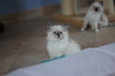 Ragdoll Kittens