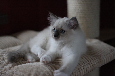 Ragdoll Kittens