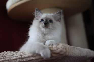 Ragdoll Cat