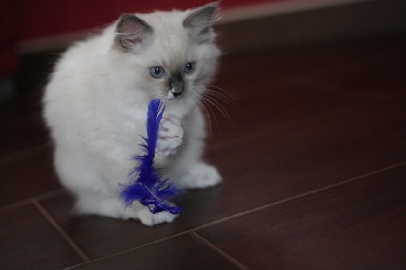 Ragdoll Kittens