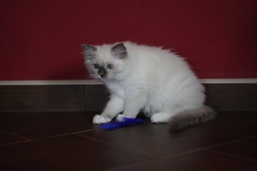 Kočky ragdoll