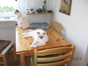 Ragdoll Kittens