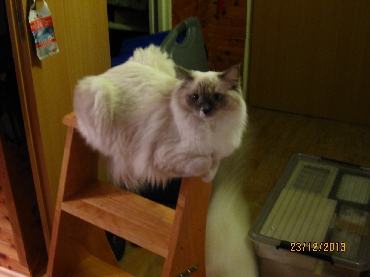 Ragdoll Cat