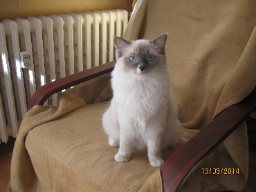 Kočky ragdoll