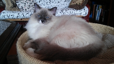 Kočky ragdoll