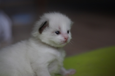 Ragdoll Kittens