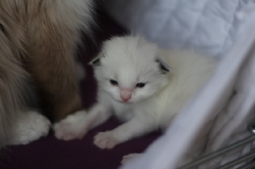 Ragdoll Kittens