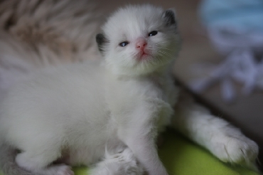 Ragdoll Kittens