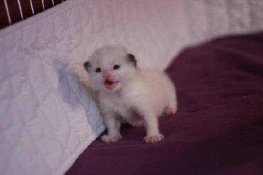 Ragdoll Cat