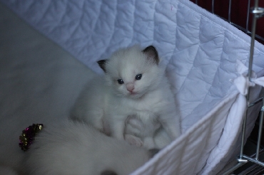 Ragdoll Kittens