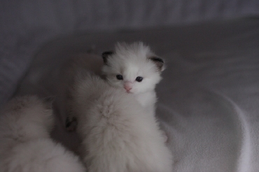 Ragdoll Kittens