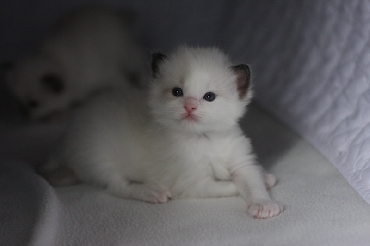 Rohan's Ragdoll Cattery