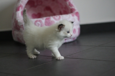 Ragdoll Kittens