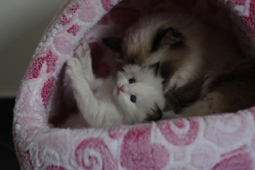 Ragdoll Kittens