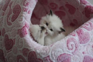 Ragdoll Kittens