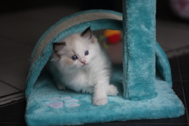 Ragdoll Kittens