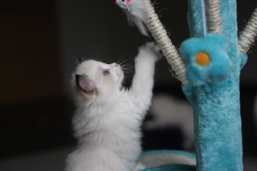 Ragdoll Kittens