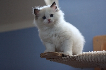 Ragdoll Cat