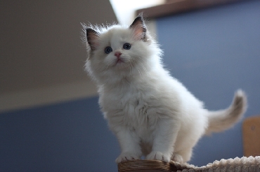 Ragdoll Kittens