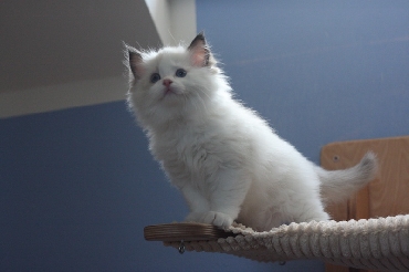 Ragdoll Kittens