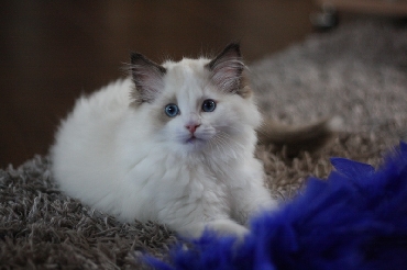 Kočky ragdoll