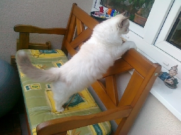 Kočky ragdoll